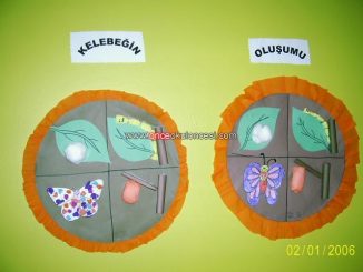 life of cycle butterfly craft idea (4)