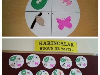 life of cycle butterfly craft idea (5)