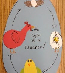 life of cycle chicken craft