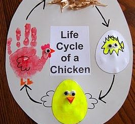 life of cycle chicken craft idea