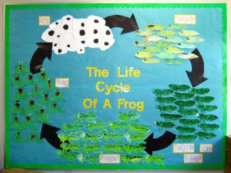 life of cycle frog craft