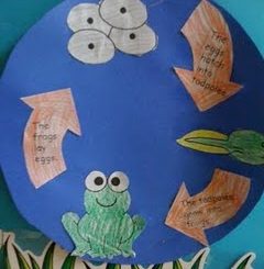 life of cycle frog craft idea