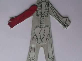 skeleton craft