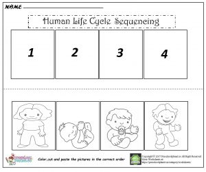 human life cycle sequencing worksheet