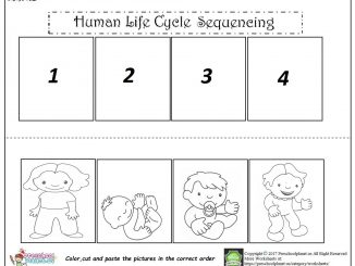 human life cycle sequencing worksheet