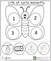 life of cycle butterfly worksheet