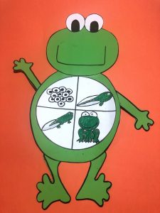 Life Of Cycle Frog Craft With Template – Preschoolplanet