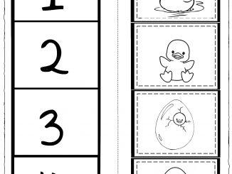 Life Cycle Worksheet – Preschoolplanet