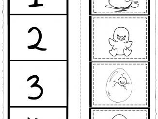 Life of Cycle Duck Worksheet